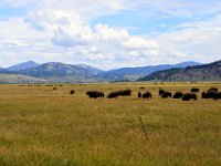 usawy0131   die erste Büffelherde