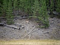 usawy0523  der Glückstreffer ein Wolf