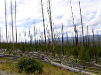 usayel152  der Wald erholt sich