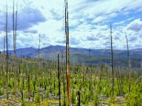 usayel154  nach dem großen Waldbrand