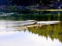 usaynp033 t  Kanadische Gänse