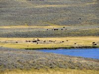 usaynp052  in freier Wildbahn