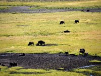 usaynp062  diese Tiere