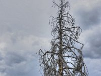 usawy0263  abgestorbene Bäume