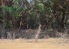DSC 0158  Überschwemmungsgebiet : Kambodscha, Kompong Pluc, Tonle Sap, Reisedokumentation, Reisefoto
